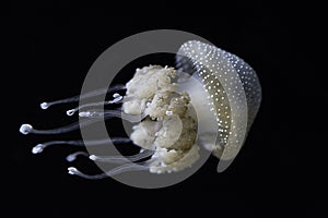 Brown speckled jellyfish