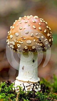 Brown Speckled Mushroom with White Stem Growing on Green Moss in Forest