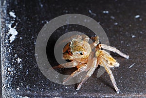 Brown Spider