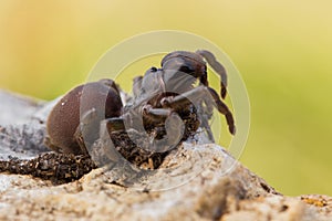 Brown spider Atypus muralis in Czech Republic