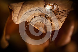 Brown spider on a brown autumn leaf in the dark background