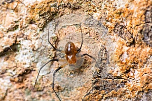 Brown spider climbing on tree trunk