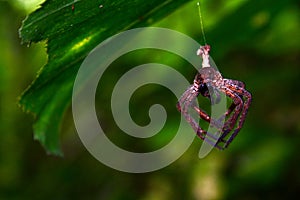 Brown spider is on the cobweb