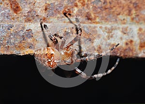 Brown spider