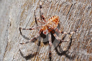Brown spider