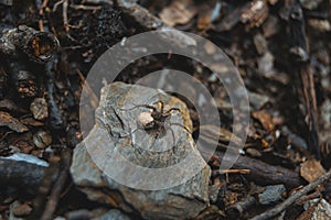 Brown spider with egg sack on the ground of a forest
