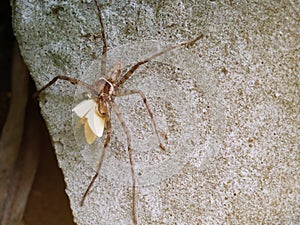 The brown spider grabs its prey for food