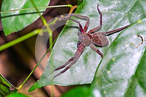 Brown spider on green leaf