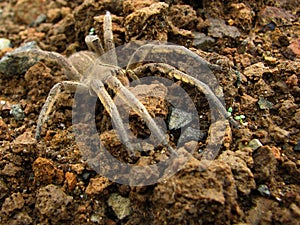 Brown spider on the ground photo