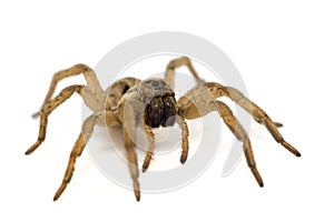 Brown spider isolated on white background