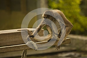 Brown spider monkey (Ateles hybridus).