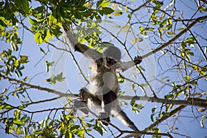 Brown spider monkey hanging from tree, Costa Rica, Central America