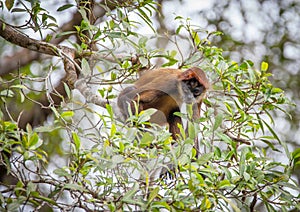 Brown Spider Monkey