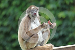 Brown spider monkey
