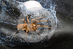 Brown spider protecting her egg sack