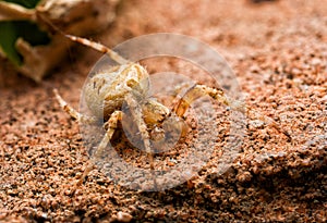 Brown spider stay on stone