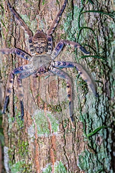Brown spider on tree trunk in forest