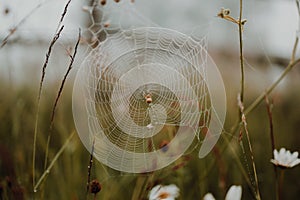 Brown spider weaves a web with dew drops in a foggy forest