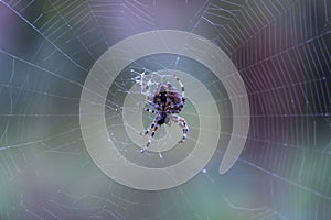 Brown spider with white cross on back sitting on web in forest close up.