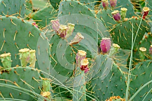 Brown Spined Prickly Pear photo