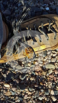 Brown spiny cocklebur stuck on lace of hiking boot