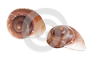 Brown Spiral Seashells