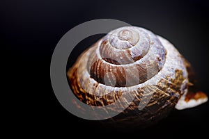 Brown spiral shell on black background macro closeup