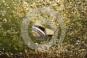 Brown spiral shell snail on a lichen stone