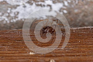 Brown Spitting Spider photo