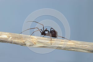 Brown Spitting Spider Scytodes fusca on a branch