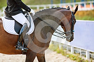 A brown sports horse with a bridle and a rider riding with his foot in a boot with a spur in a stirrup