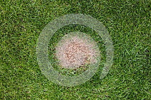 A brown spot or dead patch of grass caused by dog urine