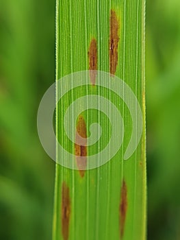 Brown spot is a fungal disease on paddy rice in Viet Nam.