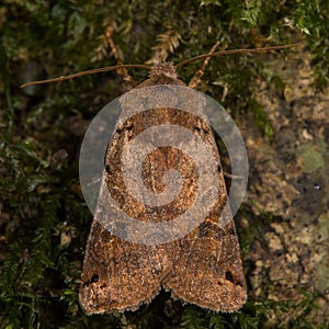 Brown-spot pinion (Agrochola litura) moth