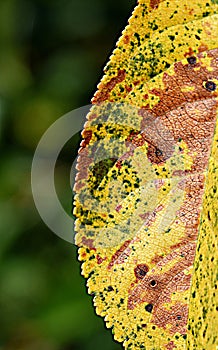 brown spots on yellow-green leaves of sweet cherry. gardening. leaf disease macro