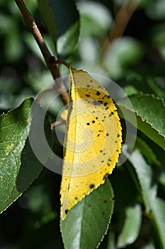 brown spots on yellow-green leaves of sweet cherry. gardening. leaf disease macro