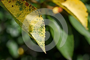 brown spots on yellow-green leaves of sweet cherry. gardening. leaf disease macro