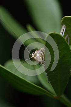 brown-spotted bush cricket