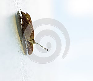 Brown spotted butterfly resting on white concrete wall