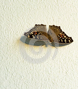 Brown spotted butterfly resting on white concrete wall