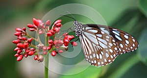 Brown spotted butterfly sitting on red flower