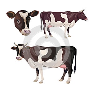 Cow set vector photo
