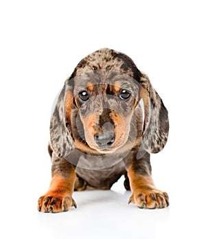 Brown spotted dachshund puppy sitting in front view. isolated on white background