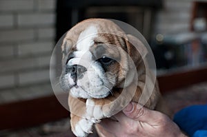 Brown spotted English Bulldog puppy