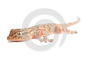 Brown spotted gecko reptile isolated