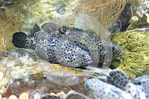 Brown spotted grouper
