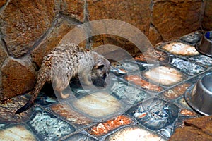 A brown spotted meerkat walks in the zoo