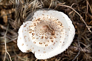 Brown spotted poisonous toadstool in autumn forest