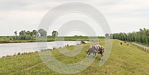 Brown spotted sheep grazing on a