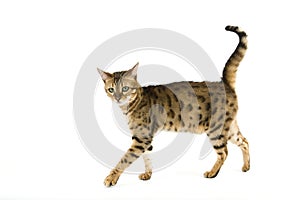 Brown Spotted Tabby Bengal Domestic Cat against White Background